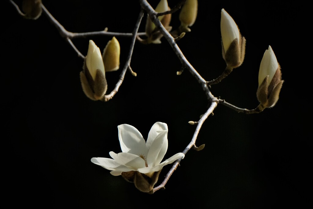 開花・・・