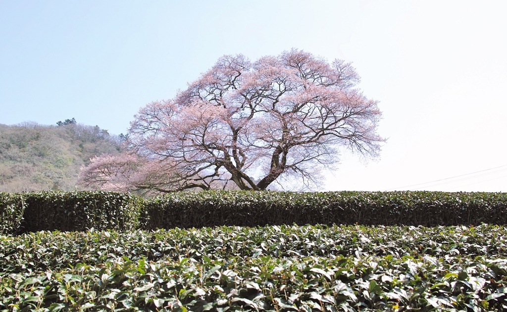 川根町のミズメ一本桜・・・