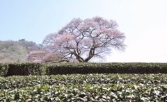 川根町のミズメ一本桜・・・