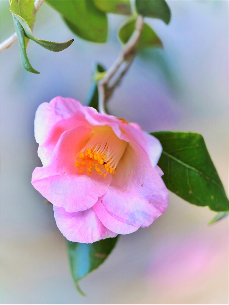 名前知らずの椿・・・