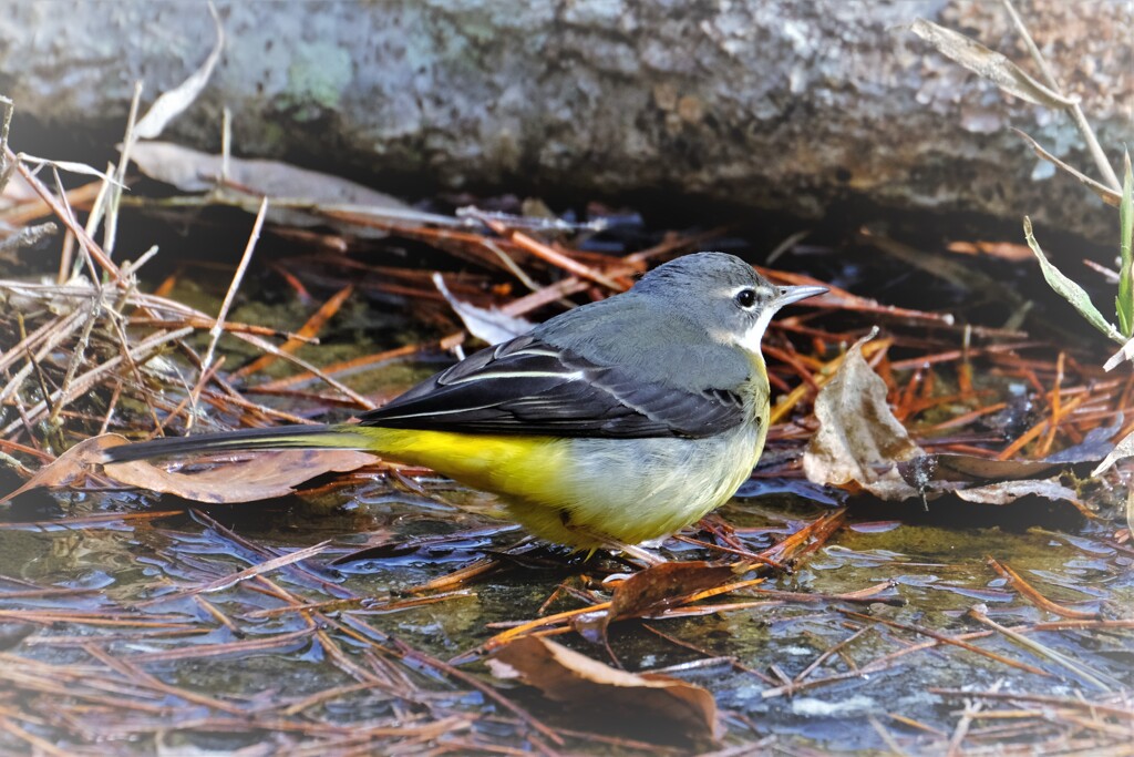 落葉をめくって餌探し・・・