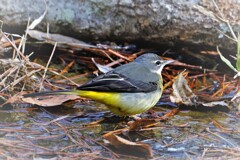 落葉をめくって餌探し・・・