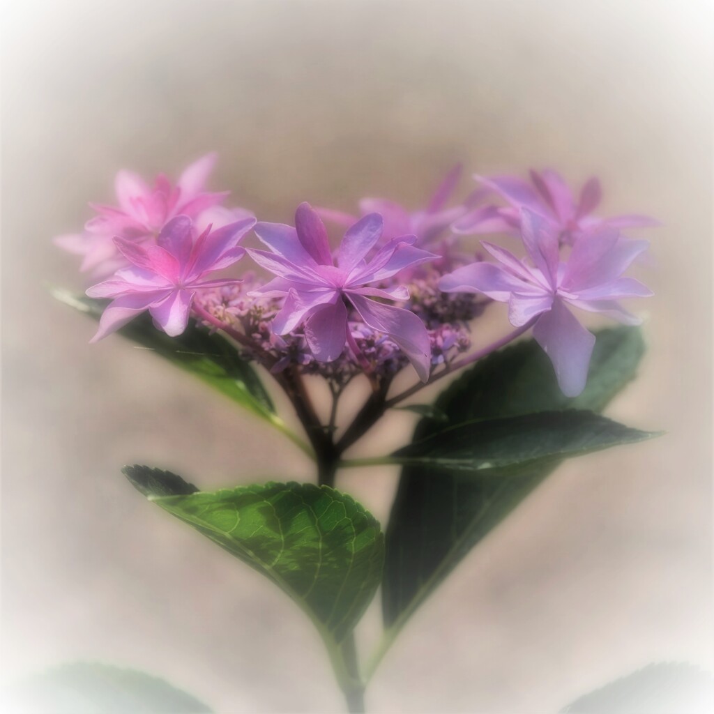 花と呼びたい額・・・