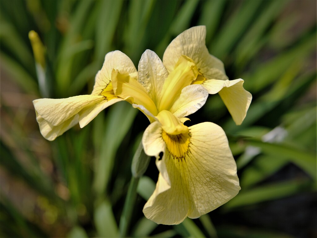 花菖蒲　1