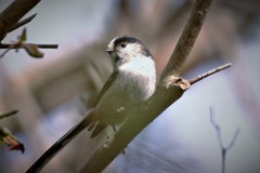 DSCF0043