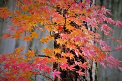 イロハもみじ・・・