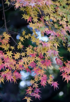 龍潭寺のモミジ　2