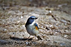 DSCF1077