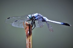 水辺のシオカラ・・・」