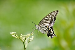 DSCF0015