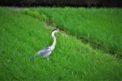 伸びた田んぼのアオさん・・・