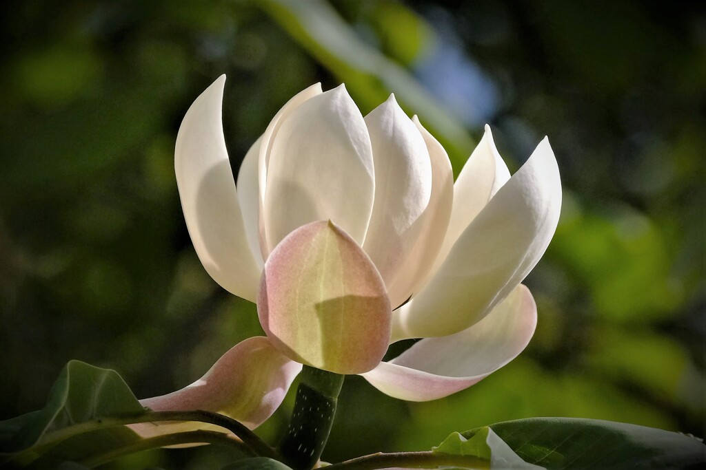 朴の木の花・・・