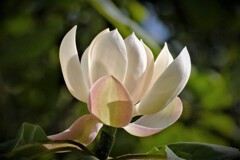 朴の木の花・・・