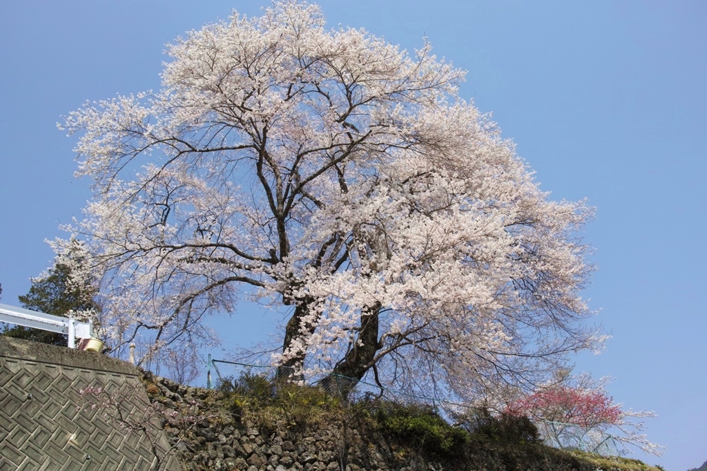 カメラで変わる桜・・・