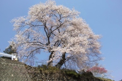 カメラで変わる桜・・・