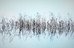 枯れ葦のペン画・・・
