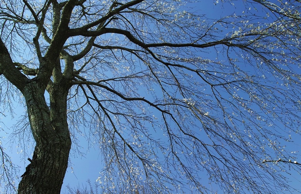 花の少ない枝垂れ桜・・・