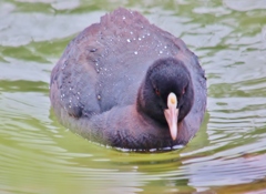 オオバンでしょうか・・・