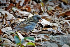 クロジの食事・・・