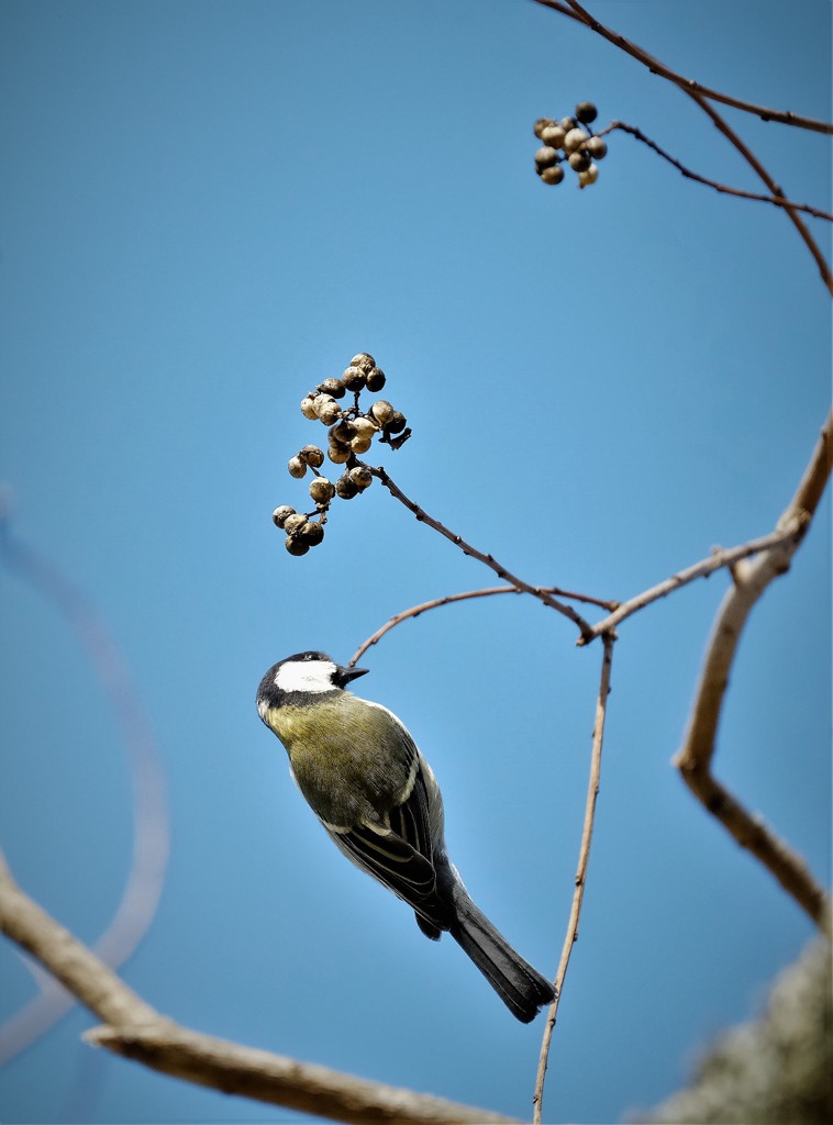 枝がしなって実遠のく・・・