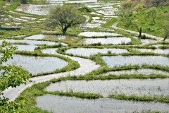 菊川市の千框棚田・・・