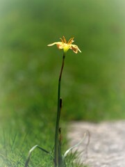名を知らない花・・・