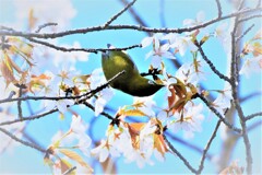 いつもの公園のヤマザクラ・・・