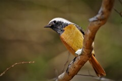 いつものジョビ君・・・