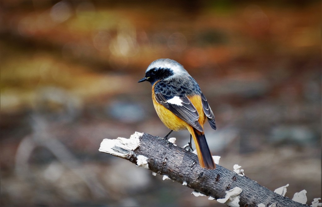 ジョビ男君・・・5