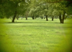 みどりな公園・・・