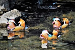 沢山居ました・・・