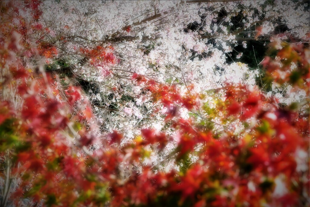 サクラとモミジ・・・