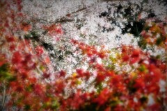 サクラとモミジ・・・