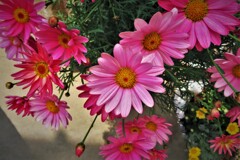 花屋にて・・・