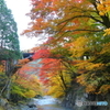清流と紅葉