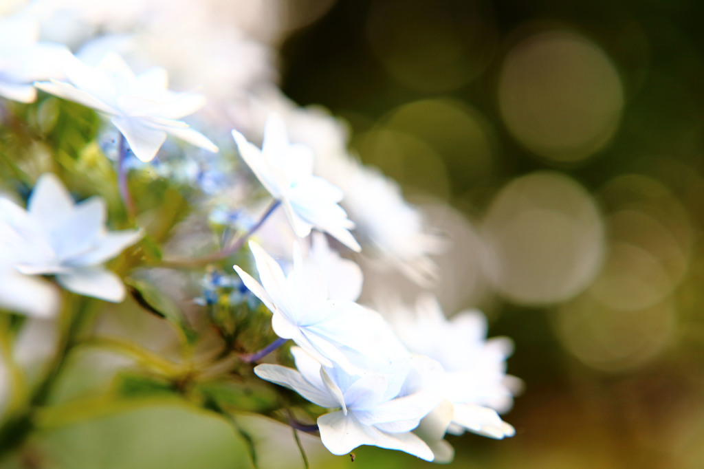 紫陽花「すっきり」