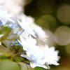 紫陽花「すっきり」