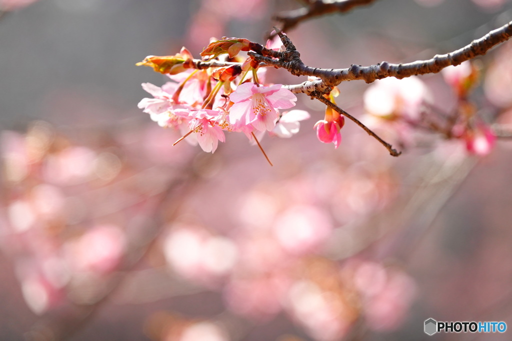 華やかに咲く