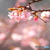 華やかに咲く