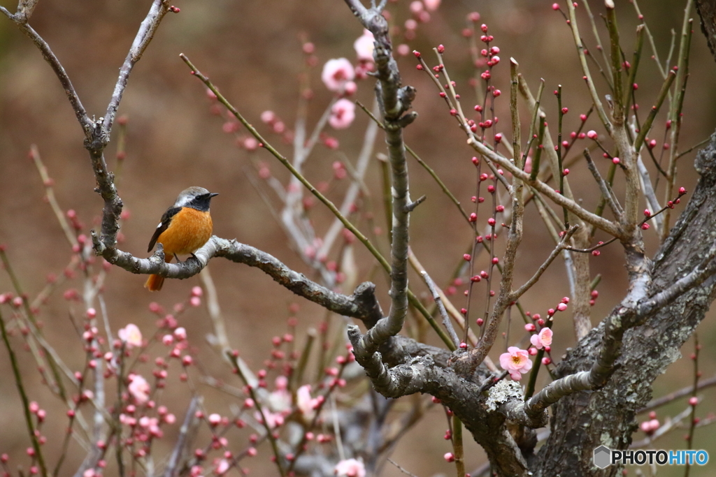お花見ジョビタ