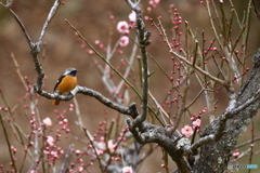 お花見ジョビタ