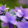 紫陽花「真の花」