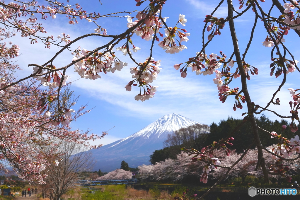 桜富士