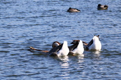 近所の公園のシナガチョウ２