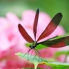 羽黒トンボと紫陽花6