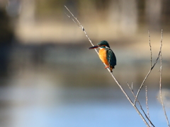 公園のカワセミ１