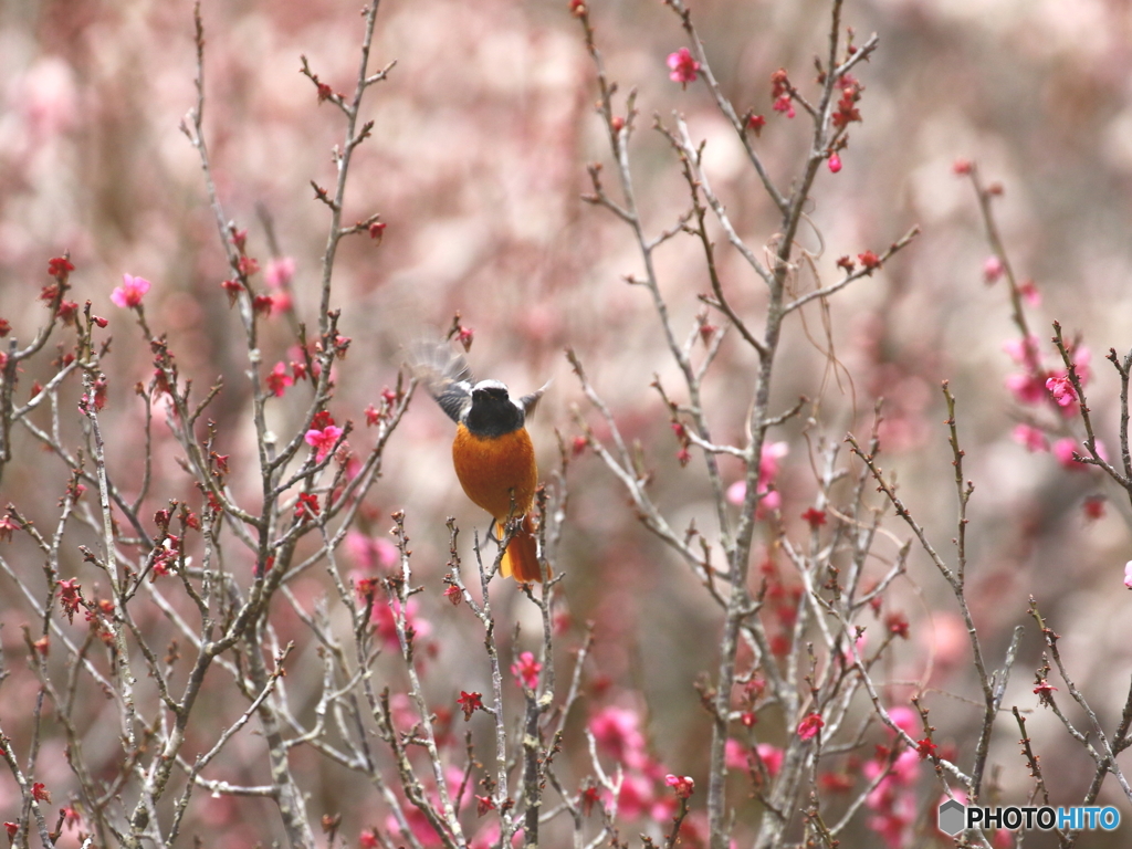 お花の中でホバリング
