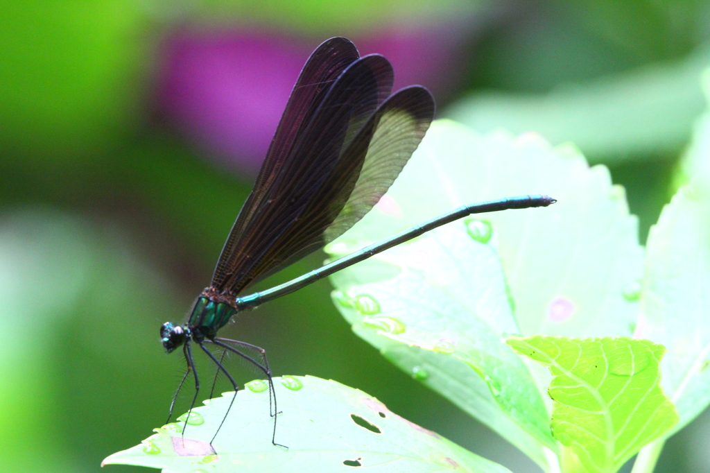 羽黒トンボと紫陽花２