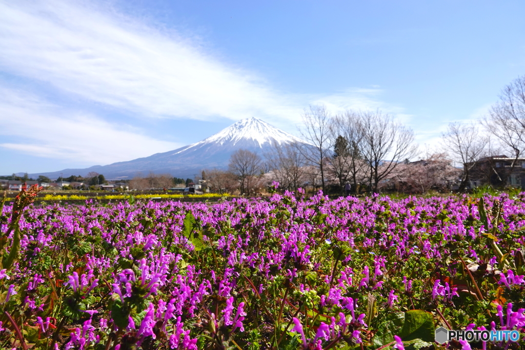 某所芝桜のように