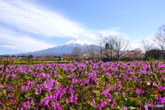 某所芝桜のように